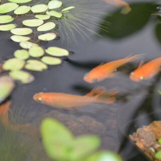 松井ヒレ長 紅帝（天女の舞）の若魚