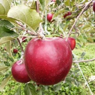 リンゴ（紅玉:こうぎょく）9/28収穫