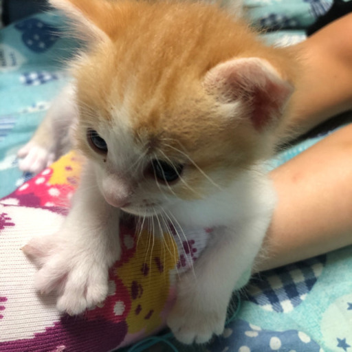 お譲り先決まりました 9月4日に生まれました トトロ 千葉の猫の里親募集 ジモティー