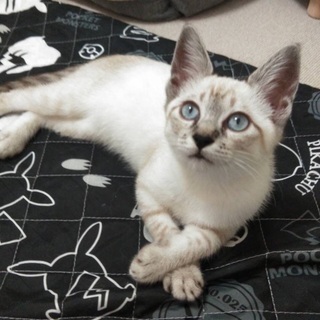 とっても可愛いシャムミックス キャサリン 札幌の猫の里親募集 ジモティー