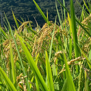 米専門農家の新米販売