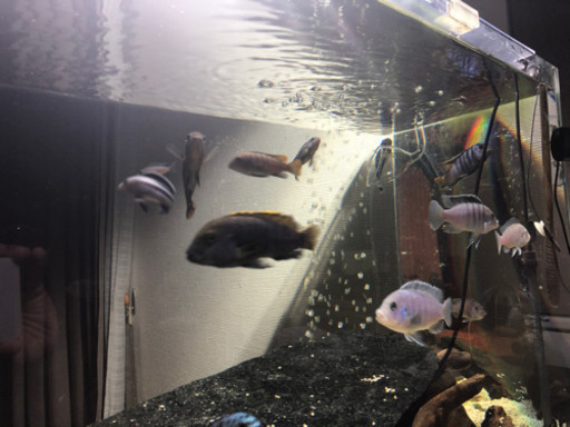 選びたい放題 アフリカンシクリッド幼魚 5匹 5 000円 10匹8 000円 みんぐ 越後石山のその他の中古あげます 譲ります ジモティーで不用品の処分 選びたい放題 アフリカンシクリッド幼魚 5匹 5 000円 10匹8 000円 みんぐ 越後石山のその他の中古あげます 譲ります ジモティーで不用品の処分