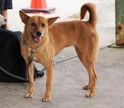 犬を探しています Robita 倉敷の手伝って 助けての助け合い ジモティー