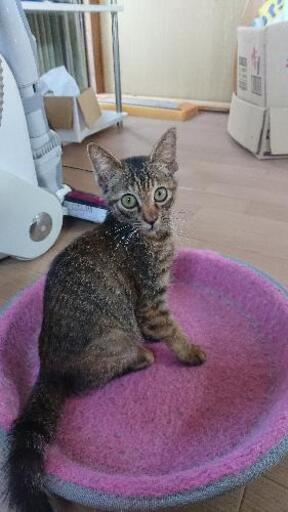 キジサビの可愛いい女の子です ひろ 中津の猫の里親募集 ジモティー キジサビの可愛いい女の子です ひろ 中津の猫の里親募集 ジモティー