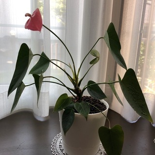 ★観葉植物★  ハート型の葉っぱが可愛いアンスリウム②（受皿に貯...