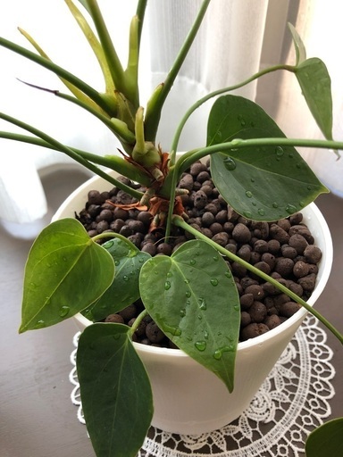 観葉植物 ハート型の葉っぱが可愛いアンスリウム 受皿に貯水するタイプの底面給水鉢 Harineneco 日前宮のその他の中古あげます 譲ります ジモティーで不用品の処分 観葉植物 ハート型の葉っぱが可愛いアンスリウム 受皿に貯水するタイプの底面給水鉢 Harineneco 日前宮のその他の中古あげます 譲ります ジモティーで不用品の処分