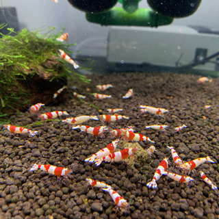 奈良県の中古シュリンプが無料 格安で買える ジモティー