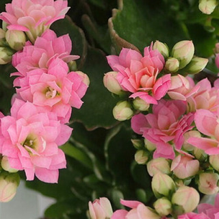 お花カランコエ八重咲きピンク苗