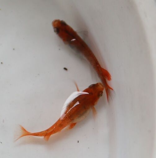 赤系めだかの卵と青系めだかの卵セット今シーズン最後 残り2名様 かわさきじいじ 大倉山のその他の中古あげます 譲ります ジモティーで不用品の処分