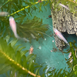 茨城県のメダカ 助け合い ジモティー 茨城県のメダカ 助け合い ジモティー