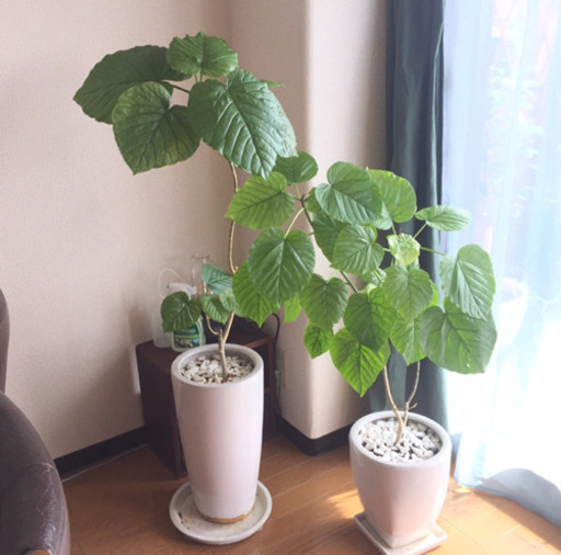 お取引き完了 おしゃれな観葉植物 ウンベラータ 鉢つき インテリアグリーン Aina 八事日赤のその他の中古あげます 譲ります ジモティーで不用品の処分 お取引き完了 おしゃれな観葉植物 ウンベラータ 鉢つき インテリアグリーン Aina 八事日赤のその他の中古あげます 譲ります ジモティーで不用品の処分