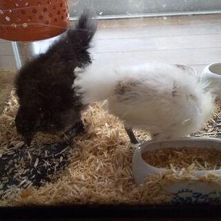 生後二ヶ月の烏骨鶏の雛二羽