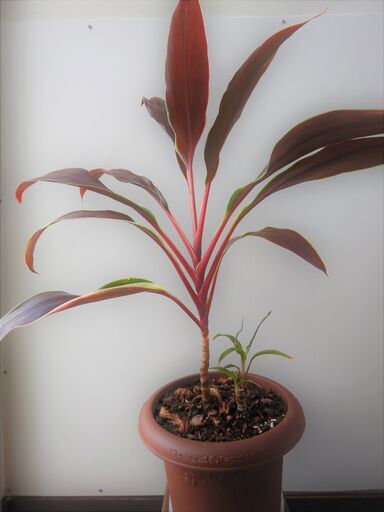 コルジリネ鉢植え その 赤ドラセナ Sankoh 落合のその他の中古あげます 譲ります ジモティーで不用品の処分
