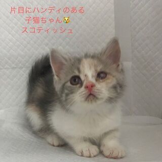 スコティッシュ　ハンディのある子猫ちゃん　里親譲渡　●本文をよく...