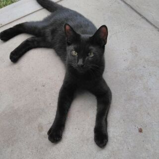 黒猫2兄弟