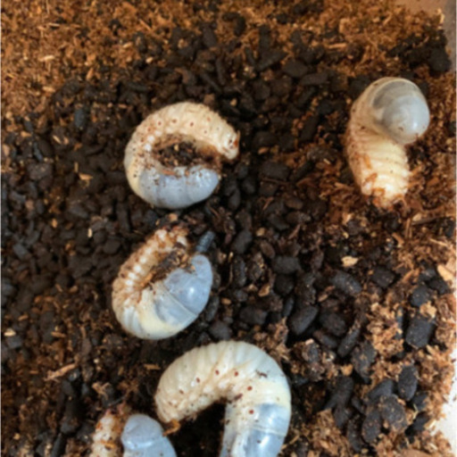 国産 カブトムシ 幼虫 1匹50円 はるき 矢作橋のその他の中古あげます 譲ります ジモティーで不用品の処分