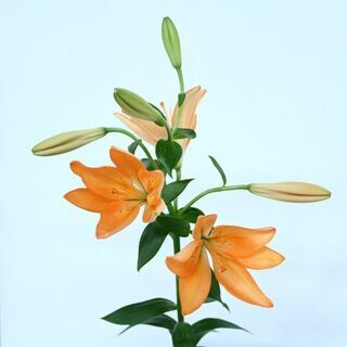【ネット決済・配送可】オレンジ　の　ゆり　大きめの花　5本セット