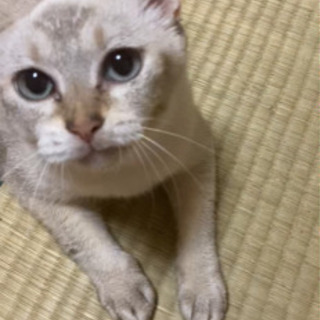 (桜子)まだまだ遊びたい高齢猫ちゃん - 熊本市