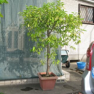 グレープフルーツの鉢植えを差し上げます Je3fqi 六地蔵のその他の中古あげます 譲ります ジモティーで不用品の処分