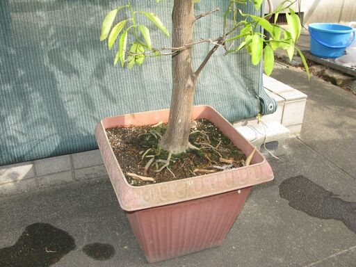グレープフルーツの鉢植えを差し上げます Je3fqi 六地蔵のその他の中古あげます 譲ります ジモティーで不用品の処分