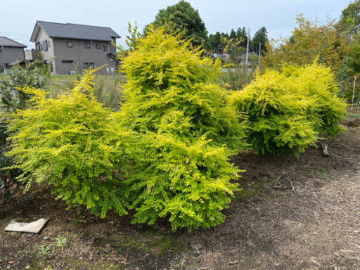 植木シルバープリペットレモンライム Mチャン 赤塚の食品の中古あげます 譲ります ジモティーで不用品の処分 植木シルバープリペットレモンライム Mチャン 赤塚の食品の中古あげます 譲ります ジモティーで不用品の処分