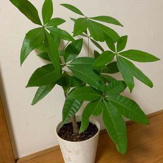 パキラ 観葉植物 植物苗 大きめ ③