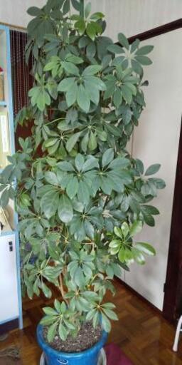 観葉植物ほんこんカポック ノッコ 新札幌の家具の中古あげます 譲ります ジモティーで不用品の処分