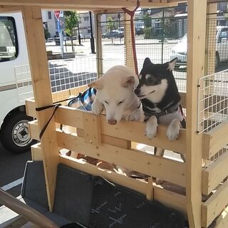 年内引き取り希望、値引きします、ゴルフ用２名乗車乗用カート改ミニカー登録車両。 年内引き取り希望、値引きします、ゴルフ用2名乗車乗用カート改