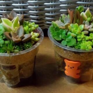 ﾐﾆﾐﾆ多肉植物寄せ植え🌵2個