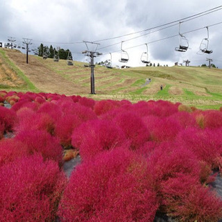 １０月１６日(金)、登山×コキアの紅葉♪一緒に行ってくれる方募集✨