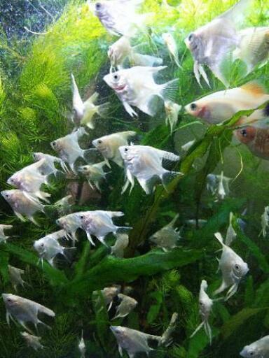 熱帯魚 手渡し プラチナホワイトエンゼルフィッシュ10円玉サイズ10匹 Aqua 三鷹のその他の中古あげます 譲ります ジモティーで不用品の処分