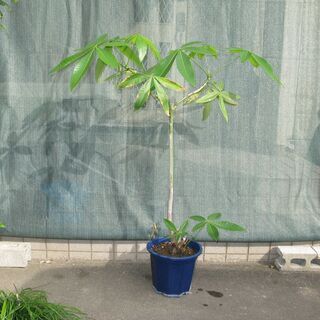 観葉植物「パキラ」差し上げます。