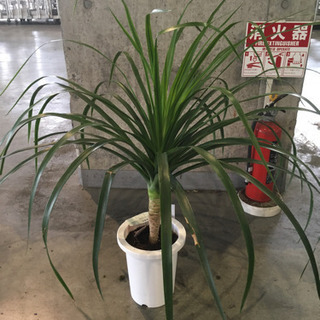 観葉植物　カンボジアーナ