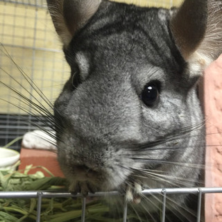 チンチラ メス 4歳 ノーマル もも 和光のその他の里親募集 ジモティー