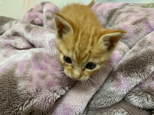 可愛い子猫ちゃん よっちゃん 八千代中央の猫の里親募集 ジモティー 可愛い子猫ちゃん よっちゃん 八千代中央の猫の里親募集 ジモティー