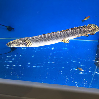 熱帯魚  ポリプテルス  オルナティピンニス