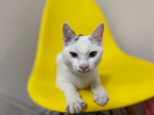 譲渡型保護猫カフェで働きませんか 正社員 アルバイト いやし亭ほご猫茶屋 新宿の飲食の無料求人広告 アルバイト バイト募集情報 ジモティー