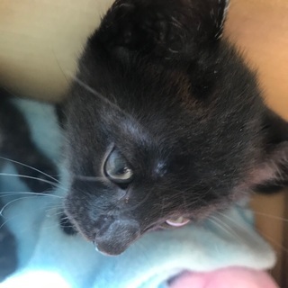 黒猫♂サビ猫♀ 生後約3ヶ月 - 猫