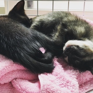 黒猫♂サビ猫♀ 生後約3ヶ月 − 福岡県