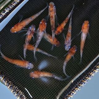 雲州三色 メダカ セット めだか たかひろ 熊本のその他の中古あげます 譲ります ジモティーで不用品の処分 雲州三色 メダカ セット めだか たかひろ 熊本のその他の中古あげます 譲ります ジモティーで不用品の処分