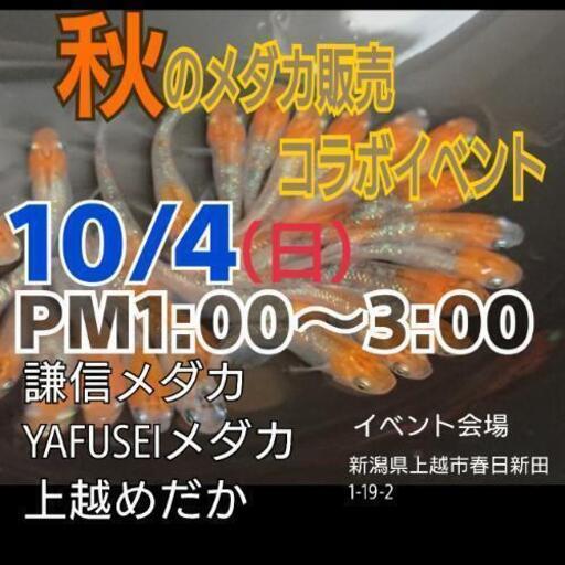 秋のメダカ販売イベントめだか販売 上越めだか 上越のその他のイベント参加者募集 無料掲載の掲示板 ジモティー
