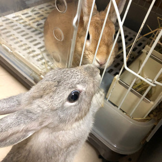 飼手決まりました！うさぎさん　メスグレーとオス茶色 − 埼玉県