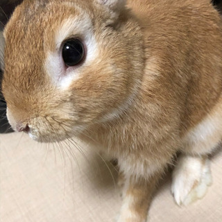 飼手決まりました！うさぎさん　メスグレーとオス茶色 - その他