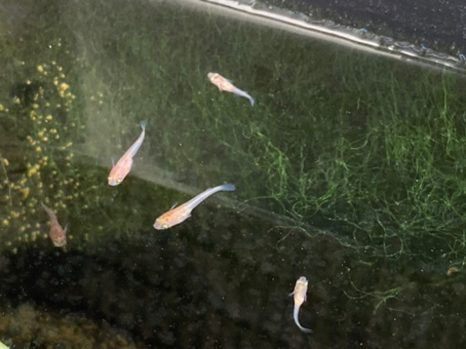 1匹50円 三色メダカ稚魚 いぐさとる 明石のその他の中古あげます 譲ります ジモティーで不用品の処分