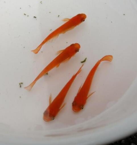 紅帝楊貴妃メダカb 成魚 2 1 Magyo 新飯塚のその他の中古あげます 譲ります ジモティーで不用品の処分 紅帝楊貴妃メダカb 成魚 2 1 Magyo 新飯塚のその他の中古あげます 譲ります ジモティーで不用品の処分