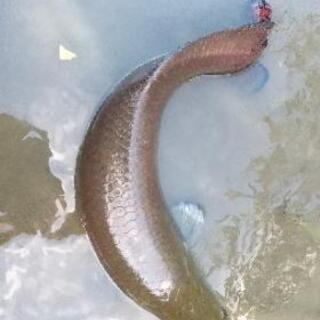 熱帯魚 大型魚 ピラルクー