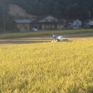 令和2年産　島根県コシヒカリ100％　農家直仕入れ　玄米30kg