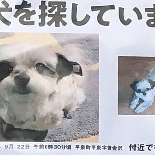 マルチーズ 助け合い ジモティー マルチーズ 助け合い ジモティー