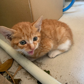 子猫の里親募集しています