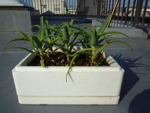 キダチアロエ 医者いらず 多肉植物 株５株直接取引 とくさん ときわ台のその他の中古あげます 譲ります ジモティーで不用品の処分